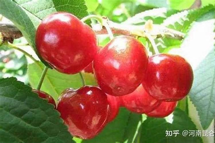 菜子饼做肥料怎么用,菜饼肥属于什么肥