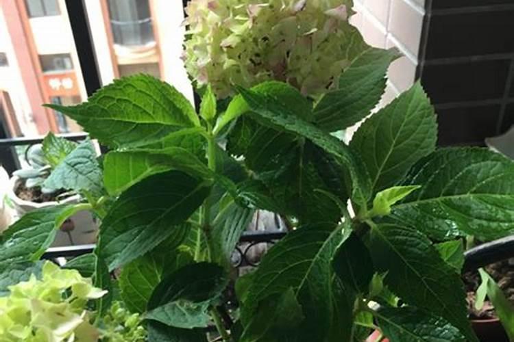绣球花施花多2号施叶片好还是灌根好？