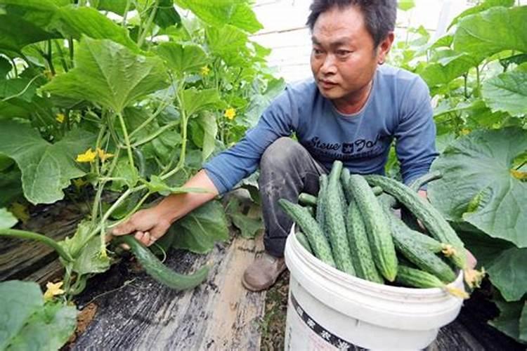 黄瓜苗期打什么药预防病害