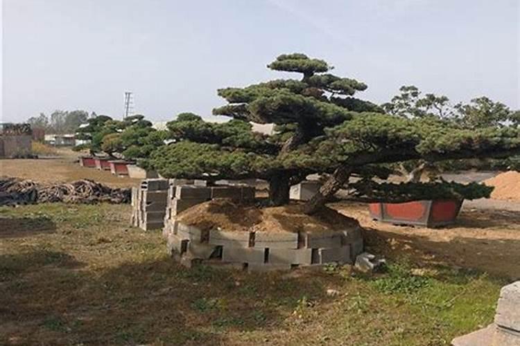 什么花可以给它浇点钙片吗？