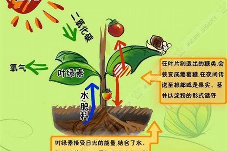 氮肥的作用