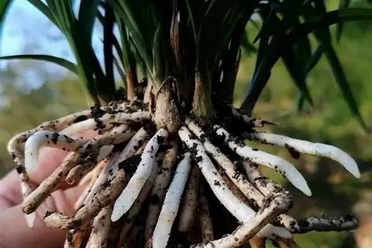 夏季高温果树开花有必要用生根养根肥？