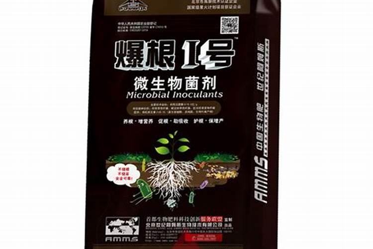 黄瓜苗期怎样培育壮苗