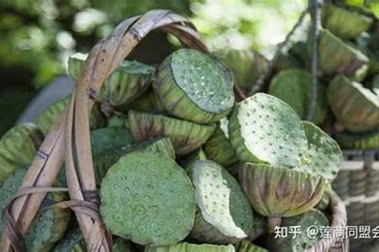 月季施肥有哪些禁忌 需要注意些什么