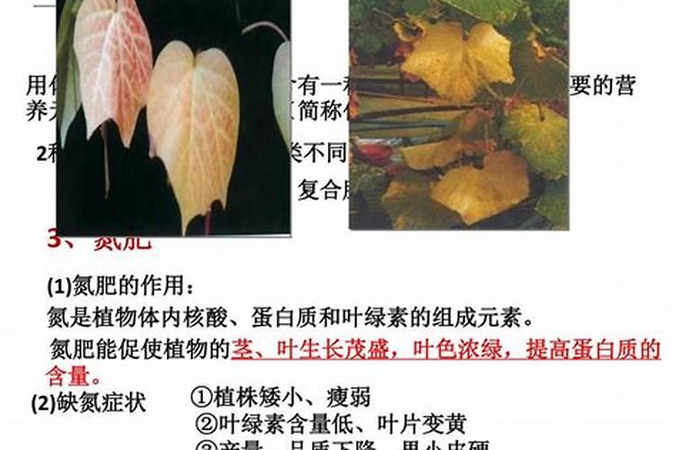 氮肥对果树的作用