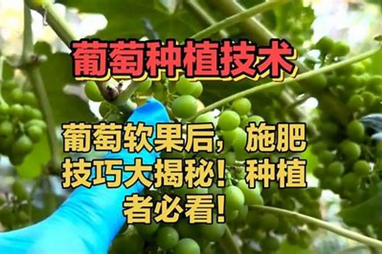 种谷子用什么肥料好