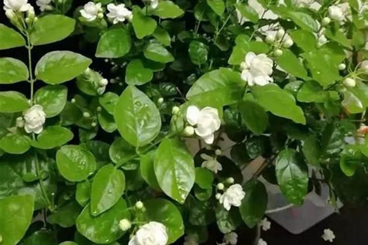 茉莉花施什么肥好,茉莉花施磷钾肥和有机肥最好
