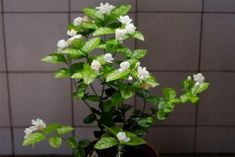 茉莉浇什么肥料合适