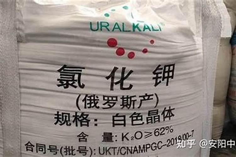 柑子树种植技巧
