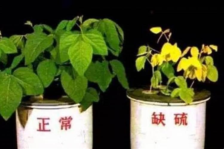 花用的氮肥有哪些