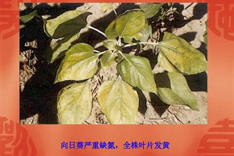 花卉缺少什么肥料如何进行判断