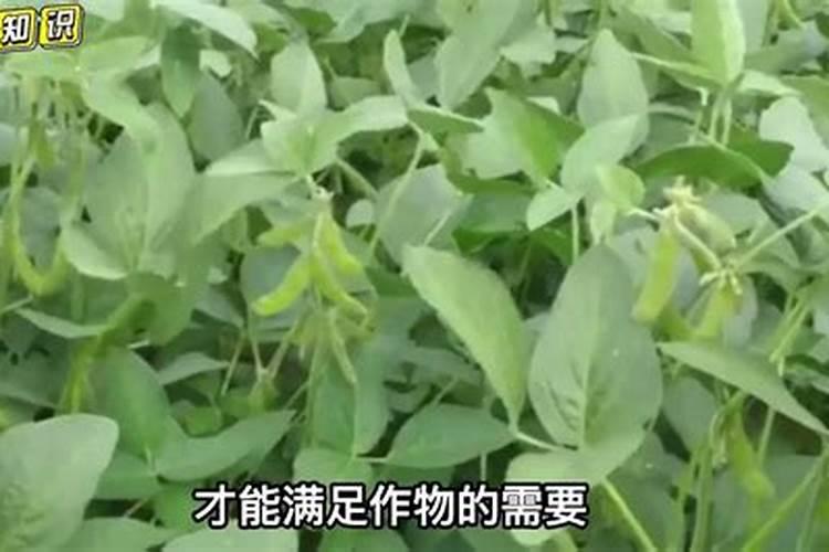 大豆开花期打什么叶面肥好 如何施肥可以增产