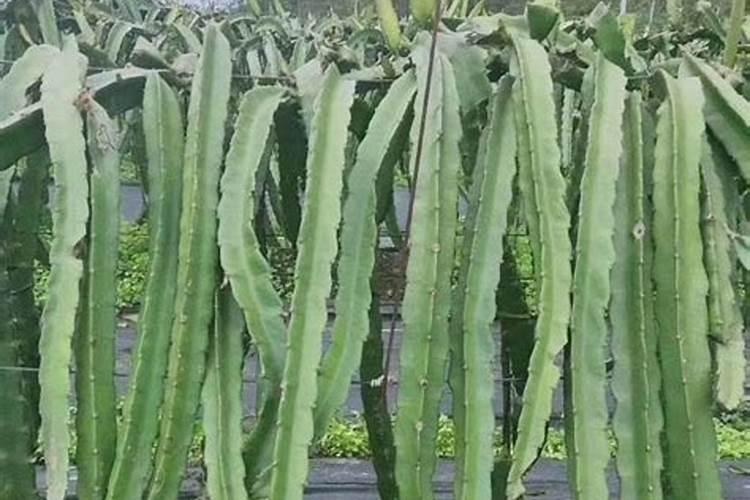 火笼果为什么不开花