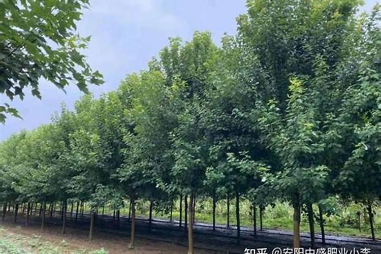 刚上盆的玉露需要马上浇水吗