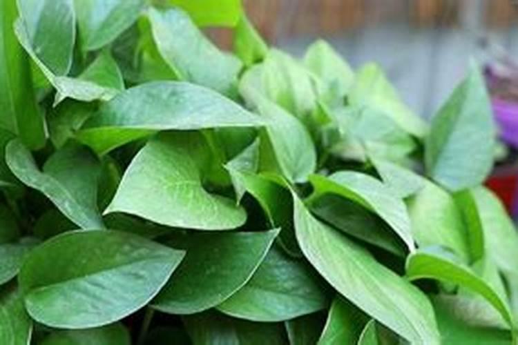 绣球用什么肥料最好