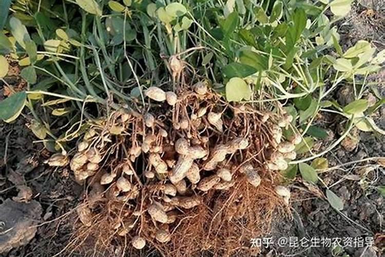 花生叶面肥用什么高产 什么时候施肥好