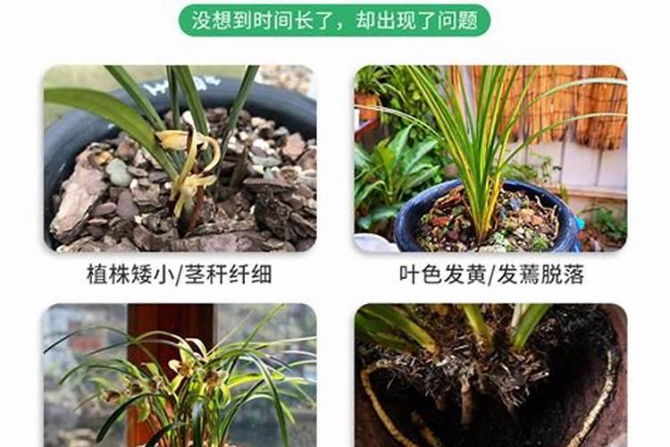 用什么给兰花施肥比较好