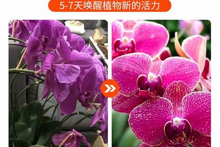 最好的兰花肥专用肥哪种最好