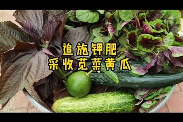 一般的蔬菜瓜果要用到什么肥料