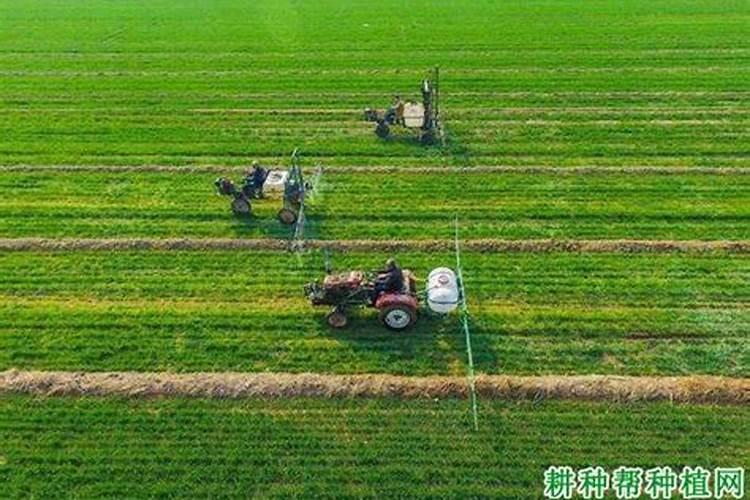 李子树用什么肥料最好,李子树苗施什么肥料比较好