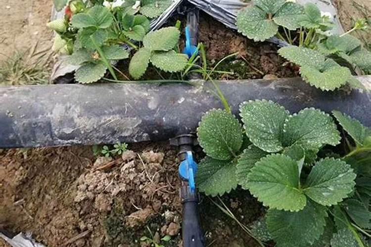 草莓追肥用什么肥料最好