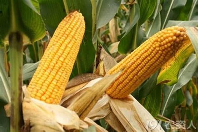 松树用什么肥料最好