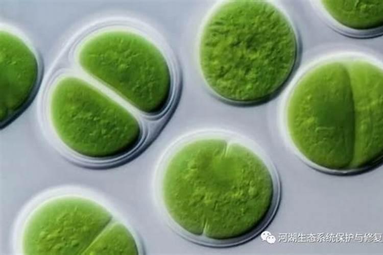 芸苔素和诱抗素能一起用吗