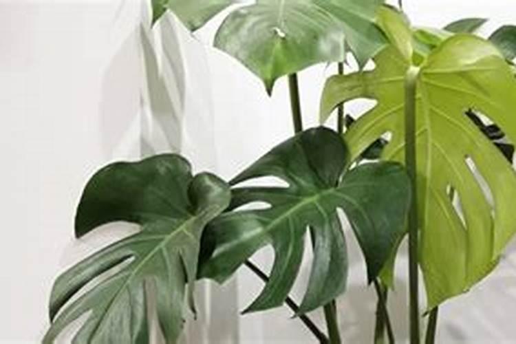 龟背竹施什么肥最好