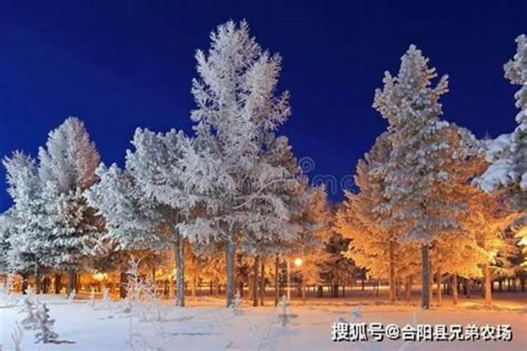 松树用什么肥料最好