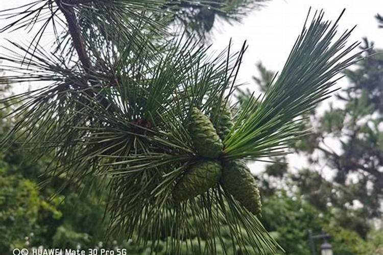 种植松树该施什么肥料？