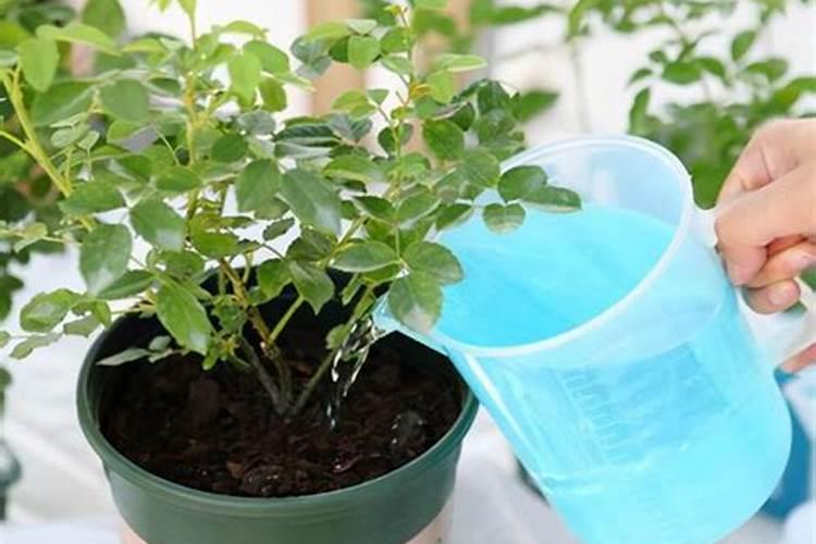 磷酸二氢钾和云苔素内酯叶面喷多了对植物有害吗？