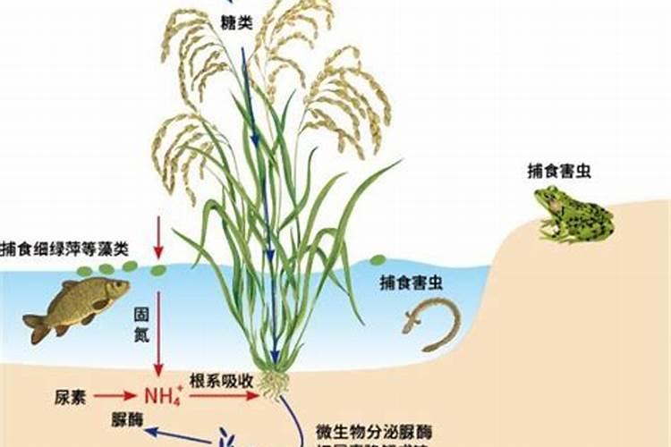 磷肥能撒在地面上吗