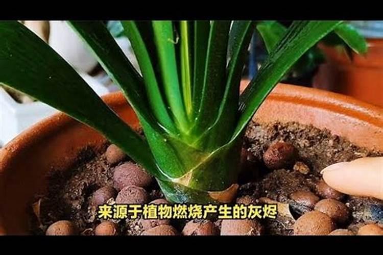 君子兰施肥氮磷钾的比例是多少