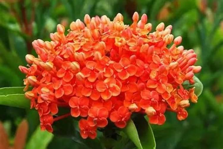 多菌灵喷后多久可喷水 多久后可以给植物浇水？