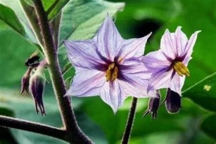 茄子是夏季连续采收的蔬菜,茄子要想丰产,你会正确浇水吗？