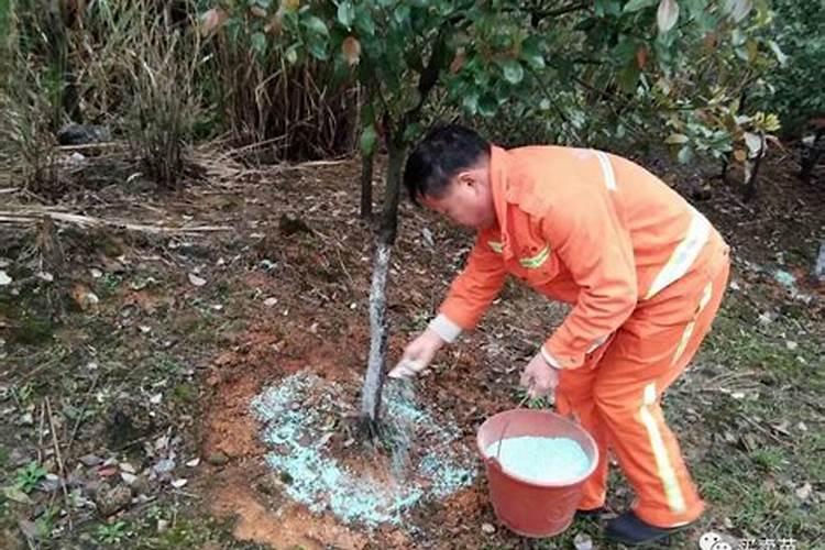 松树用什么肥料最好