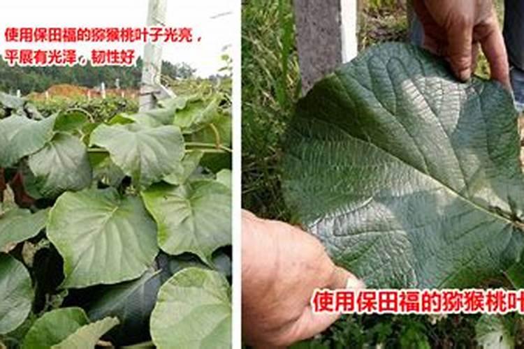 种松树一般施什么肥料