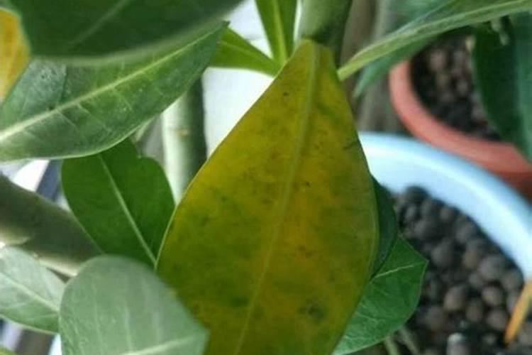 玫瑰花多久施肥 玫瑰肥料施用时机及注意事项