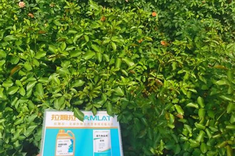 玫瑰施肥方法,用什么肥好