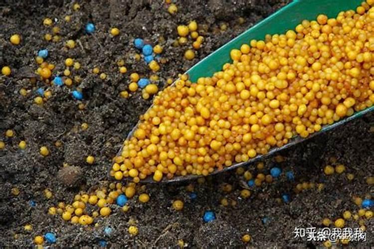 枯萎的玫瑰可以当肥料吗