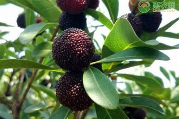 硼肥在杨梅膨果时期能增加果子的饱满程度吗 杨梅果实膨大管理技术百度...