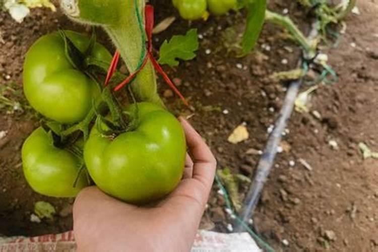 小麦追肥用什么肥料好