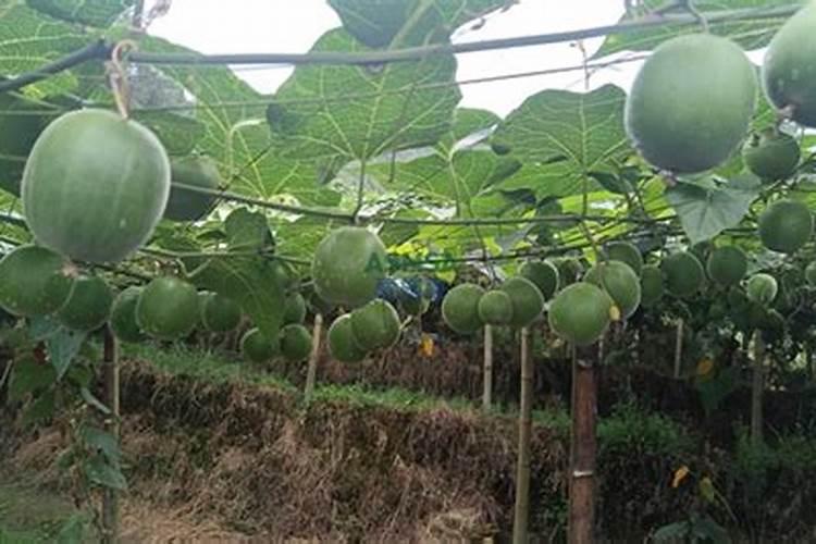 芸豆叶底叶往上发展