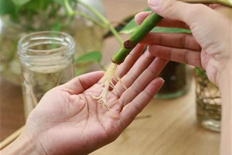 玉米专用肥和花生专用肥用在一起对花生有什么好处？