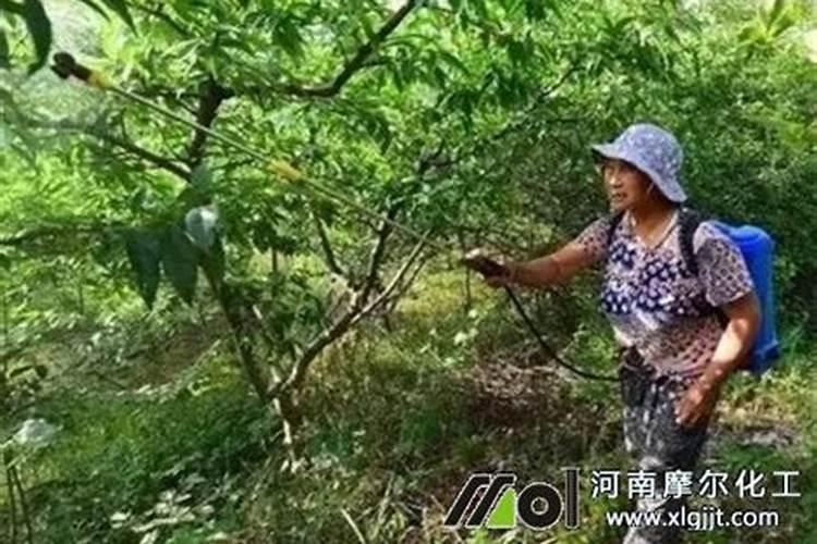 复合肥烧根后还能正常生长吗