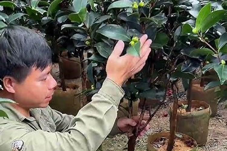 绿萝植物呼吸时是白天放出氧气多还是晚上多？
