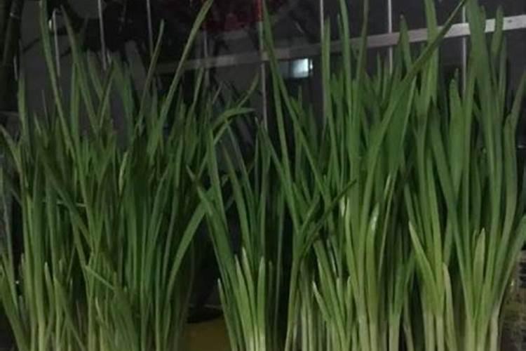 种植大蒜用什么肥料比较好？应该如何施肥？