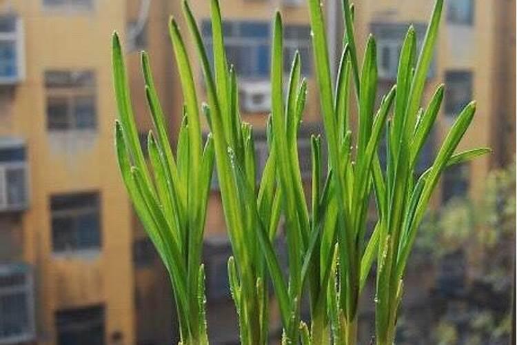 大蒜栽培可以使用尿素吗？如何使用尿素才能科学有效？