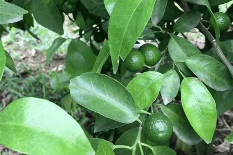 种植烟草赚钱吗 种植一亩的利润