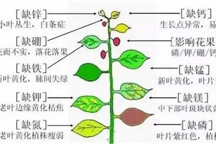 甜菜的种植怎么施肥？